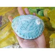 Turquoise abalone shells - Decorative seashells, food plates for snails, sage plates