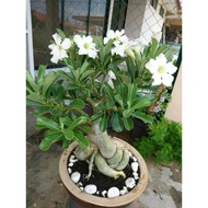 🔥Adenium anak pokok🔥Desert Rose🔥Anak pokok kemboja🔥pokok hidup🔥anak bonsai adenium🔥