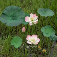 Fake lotus flowers, fake lotus leaves, super pretty, 99.9% realistic