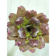 bromeliad neoregelia Dot Proud