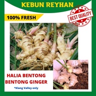 [PRE-ORDER] 100% Fresh Organic Segar 250g Bentong Ginger / Halia Bentong (Ubi / Rizom / Anak Benih /