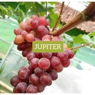 ANAK POKOK ANGGUR JUPITER SEEDLESS