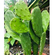 Stem Leaves Opuntia Cactus