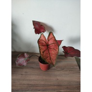 Caladium Red Sun *S size*