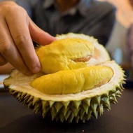 Lekatkan Bunga Putik DURIAN MUSANG KING D24 DLL PEK MINI 13 in 1 [HIGH QUALITY] 1 KG