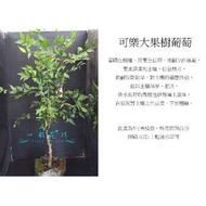 心栽花坊-可樂樹葡萄/嘉寶果/5吋盆/70cm/嫁接苗/水果苗/售價800特價640