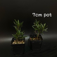 Nantong podocarpus 南通雀舌罗汉松(bonsai plant/live plant/outdoor plant）