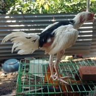 Ayam tulak walik
