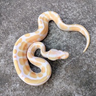 ular ball python albino male/bp albino