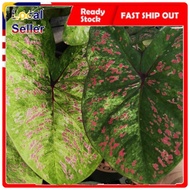 CALADIUM JESSIE-VARIEGATED