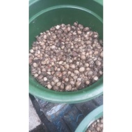 K3l0m4ng small toy/S 1kg