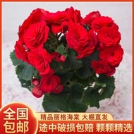 [Drop the First Order Directly]Four Seasons Blooming Double Petal Begonia Rose Begonia with Flowers 