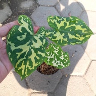 Sindo - Striking Foliage  Caring for Caladium Hilo Beauty Army Plant, Irrespective of Seasons