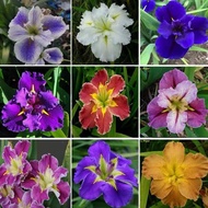 [Fast Growing] 100pcs Rare Blue Iris Lactea Assorted Flower Seeds For Gardening Potted Flowering Pla