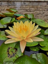 Bunga Teratai Kuning