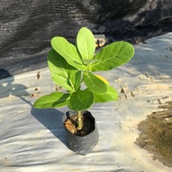 Eruku Maram / Calotropis Gigantea