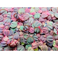 Red Root Floater (Clearance Sale) Ikan Guppy Aquarium Deco