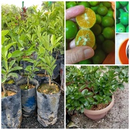 Anak pokok limau kasturi hybrid / limau kasturi kawin