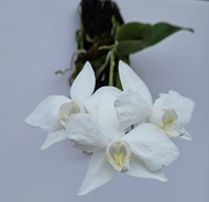 Phal. Aphtodite 蘭嶼阿婆 
（有意 PM 問價）