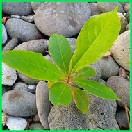 ♞ ▥ African Talisay seedling(1 pc.)