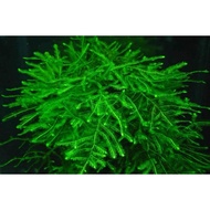 Java moss Aqua (Java moss Aqua)