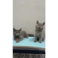 British shorthair short hair bsh