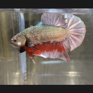 Ikan Hias/Cupang Avatar Cooperr GOLD Size M Siap Breed Grade Real Pict