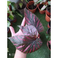 BEGONIA BREVIRIMOSA SSP BREVIRIMOSA PLANT (RARE BEGONIA)
