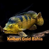 peacock bass pbass Kelberi Gold Bahia top