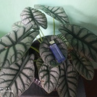 induk alocasia silver dragon