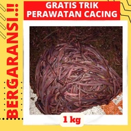 Cacing Tanah 1 kg