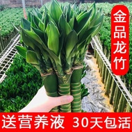 （Spot Goods）Blooming Dragon Bamboo, Wenchang Bamboo, Lucky Bamboo, Peace Bamboo, Wealth Bamboo, Fort