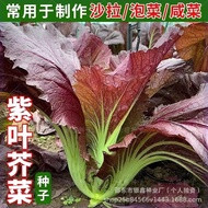 Purple Leaf Mustard Seeds Mustard Vegetables Green Vegetables Cabbage Seeds Original Four Seasons Ve