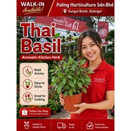 [PHSB] Thai Basil 九層塔树苗 | Pokok Thai Basil Herba | Real Live Herb Plant | Thai Basil Plant