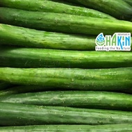 Benih Timun Jepun - Japanese Cucumber Seeds - 4 seeds | 16 seeds | 55 seeds