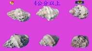 寶物石坊】貝殼152~蚵岩螺4顆1元~沒有加工處理~寄居蟹換殼~魚缸造景~室內擺設~diy材料包＃公仔funko pop