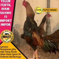 Telur Tetas Ayam Shamo Import Impor Jepang Asli Original Ori bukan