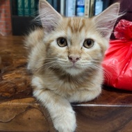 Lepas Adopsi Kucing Persia Kitten Orange 