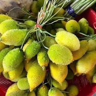 Ready stock Wild Golden Bell Seed Fruit Bitter Gourd Thai Soup Hani Brown Vegetables Fruits Wild Bit