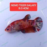 cupant giant nemo tiger galaxy betina real