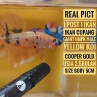 ikan cupang giant hmpk yellow koi Cooper gold male kode g38