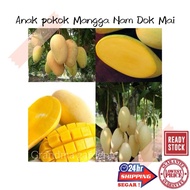 (GG real plant) anak pokok mangga nam dok mai  cepat berbuah hybrid premium top quality kebun fruits