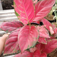 AGLONEMA RED VENUS