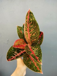 aglaonema adelia