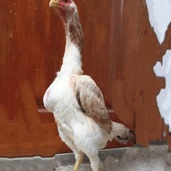 Promo Ayam Shamo Betina Eropa
