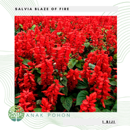 Benih Bibit Biji - Salvia Blaze of Fire Red Scarlet Sage (Salvia splendens) Flower Seeds - IMPORT