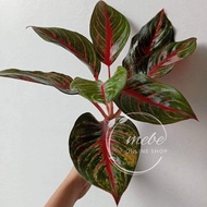♞,♘(3) Aglaonema Varieties Uprooted Live Plants (LUZON ONLY)