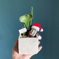 【24h出貨.買盆送植物】摩艾方形水泥盆栽 多肉盆栽 @JU