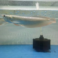 ikan arwana silver brazil serah merah