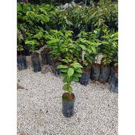 Durian Belanda / pokok durian belanda